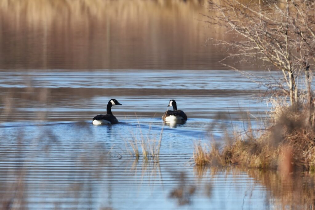 Two geese at the Beaver Creek Nature Reserve in Knox