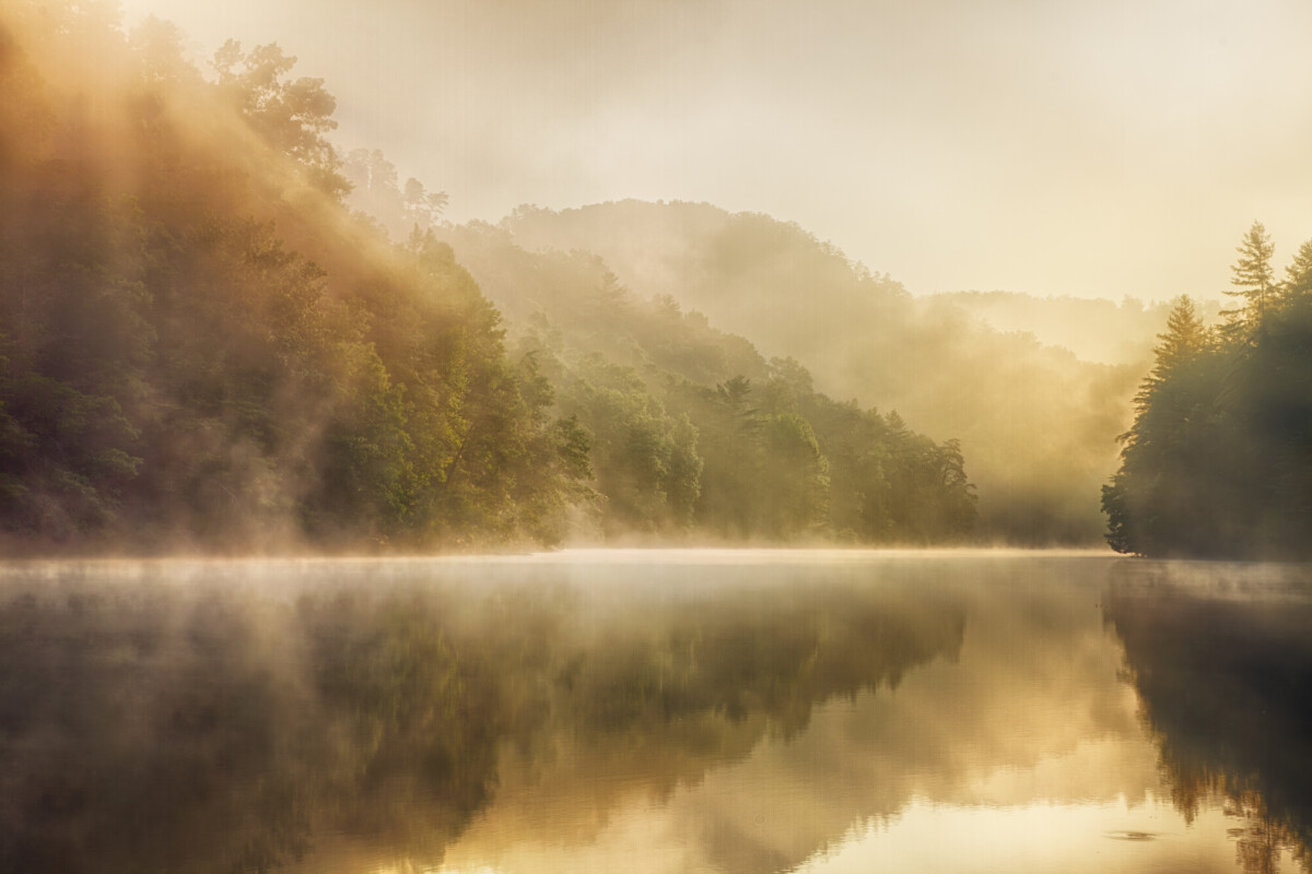 Cook Forest State Park on a foggy morning