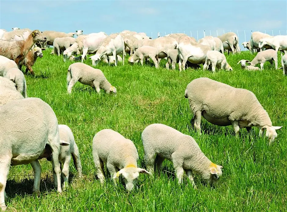 A field with a number of sheep eating grass with a blue sky behind them