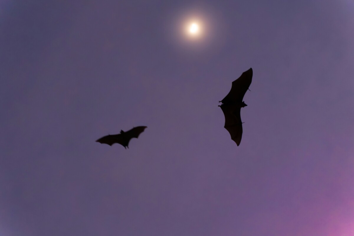 Two bats flying around the moon at night