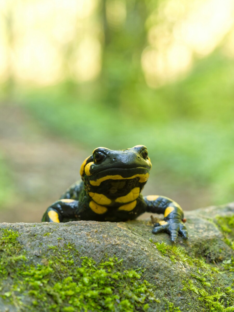 Cook Forest State Park event thumbnail with a spotted salamander