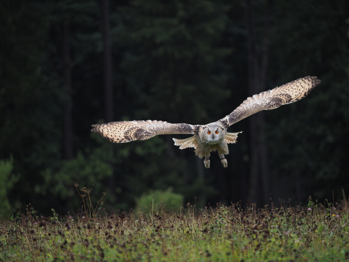 Photo Credit: Petrcz