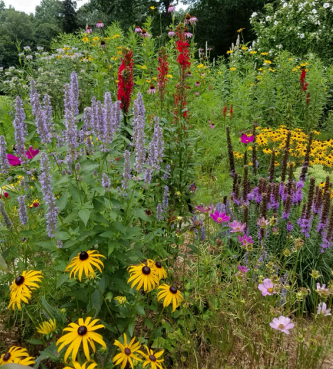 Wildflower garden