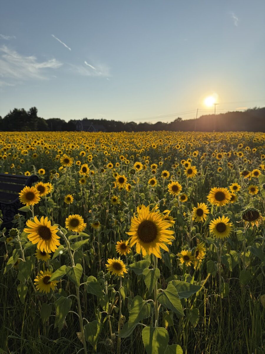 A field of sunflowers in Shippenville