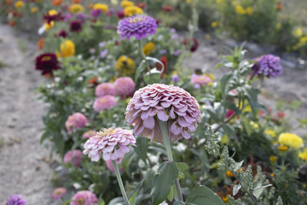 Flowers at Zacherl's Farms
